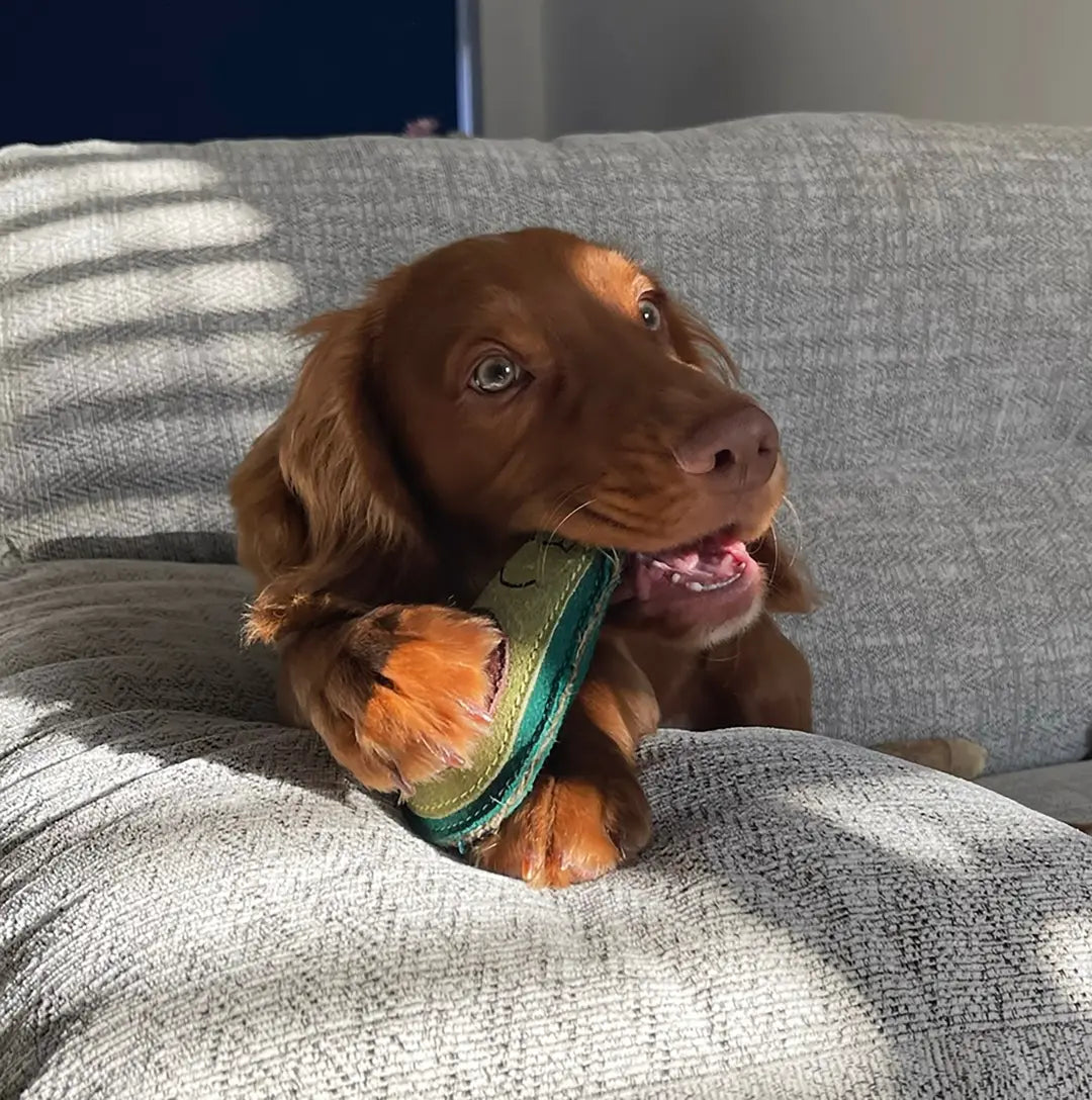 Audrey Avocado Eco Dog Toy