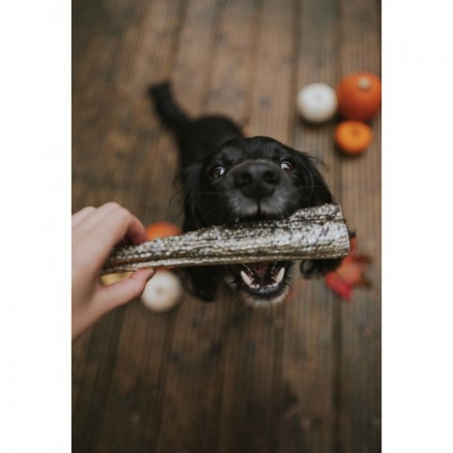 Salmon Skin Roll Natural Dog Treat Chew Omega 3 & 6 Coat Joints Skin