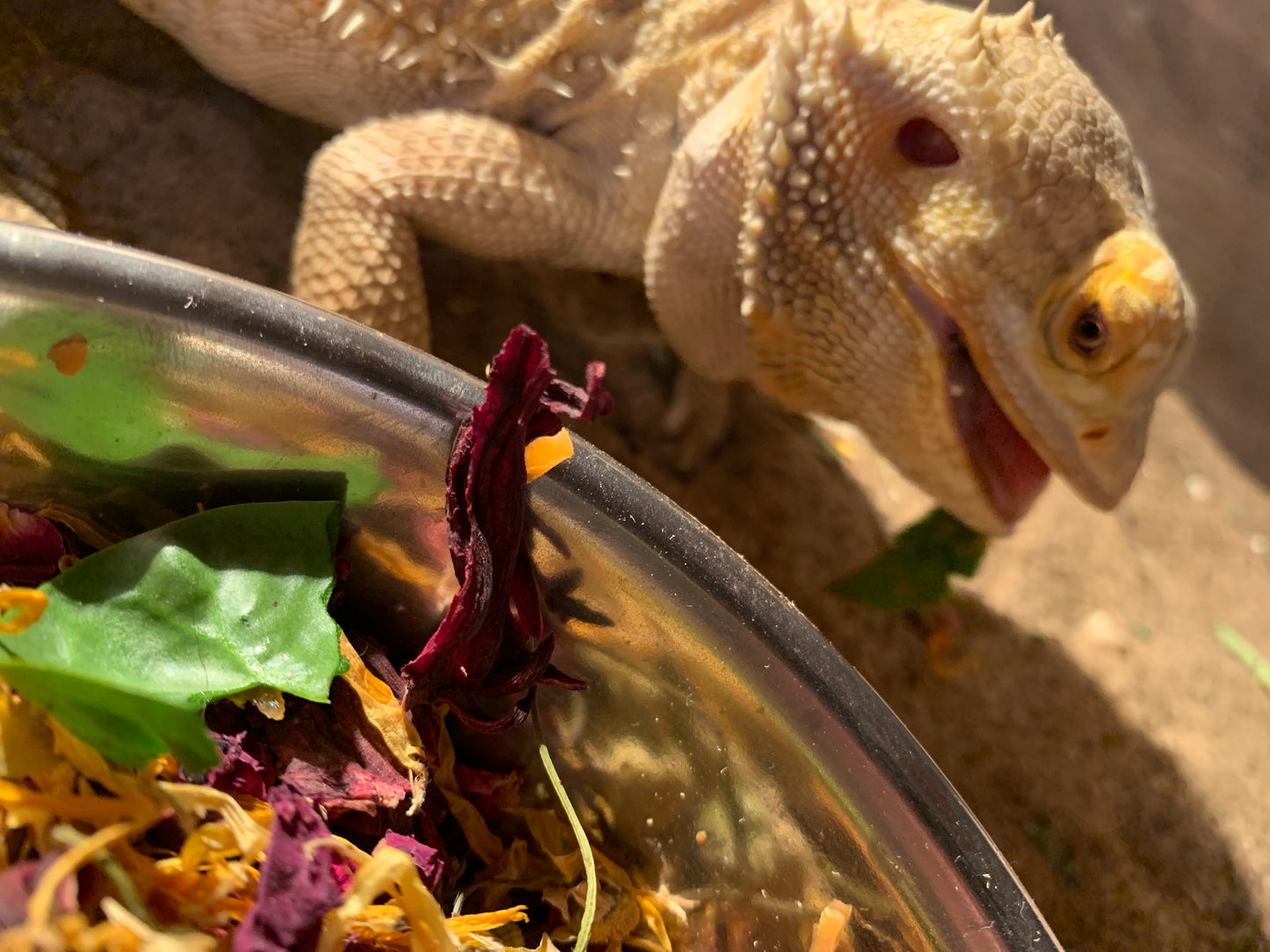 FlowerHerbivore/Omnivore Forage 30g - Marigold, Chamomile & Rose Petals