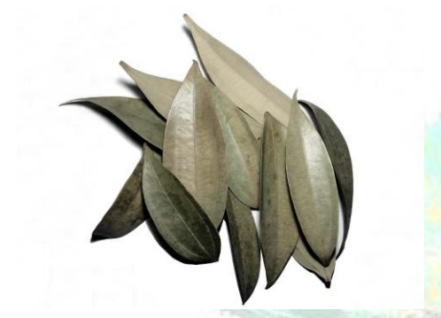 Cinnamon Leaves - Pack of 15 Leaf Litter Isopods