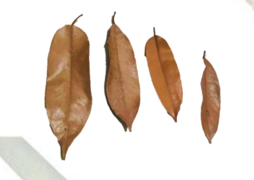 Pack of 10 Litter Durian Leaves - Pack of 10 Isopods