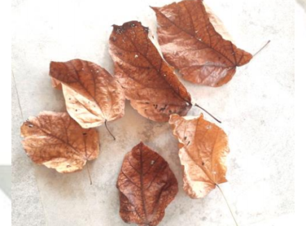 Hamilla Leaves 10 pack Leaf Litter Isopods