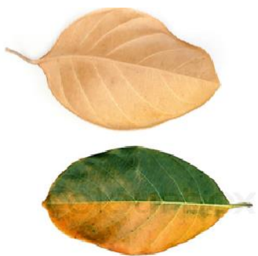 Large Jack Fruit Leaves - 10 Pack Leaf Litter Isopods