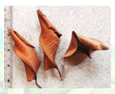 Kiri Palu Leaves 10 Pack Leaf Litter Isopods