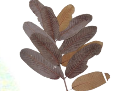 Kumbuk-Terminalia Arjuna Leaves 20 Pack Leaf Litter Isopods