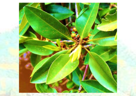 Mangrove Leaves 10 Pack Leaf Litter Isopods