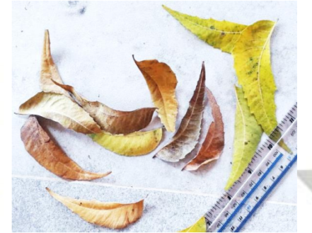 Neem Leaves - Pack of 40 Leaf Litter Isopods