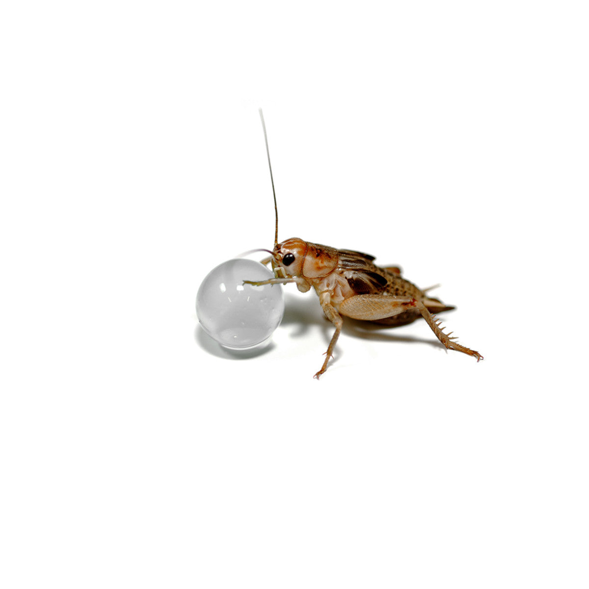 Habistat H20 Balls Clear 500g