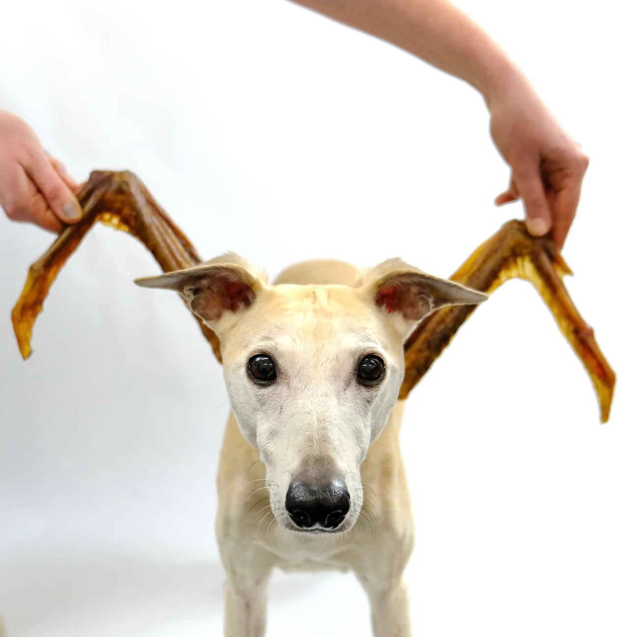 Goose Wing Natural Dog Treat