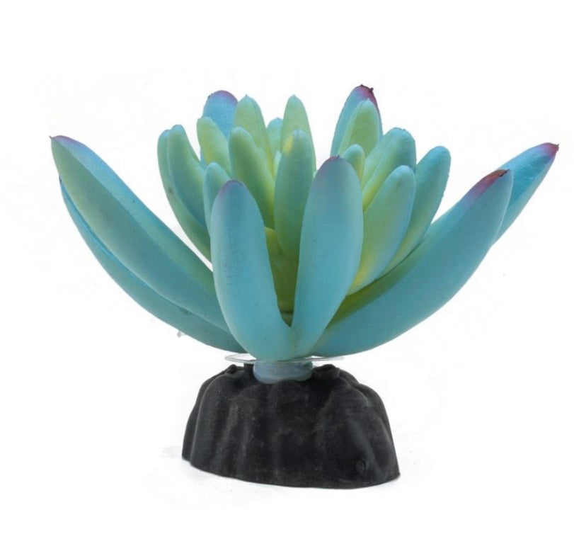 Sedum Plant Blue Decor 10cm