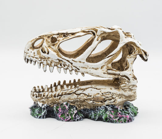 Pro Rep PR Allosaurus Skull 12.5x6x10cm
