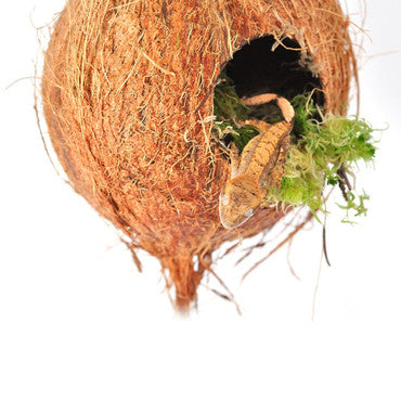 Hanging Coconut Aboreal Hide Geckos Decor Rope