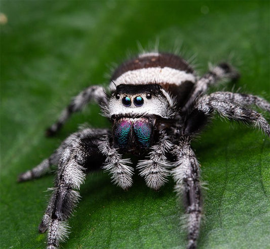 Phidippus regius Jumping Spider 
APALACHICOLA