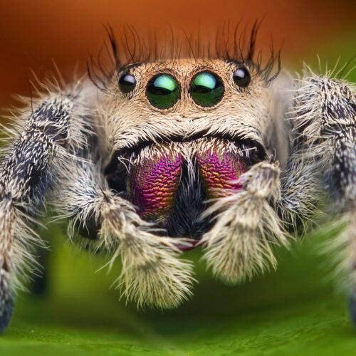 Regal Jumping Spider Phidippus regius