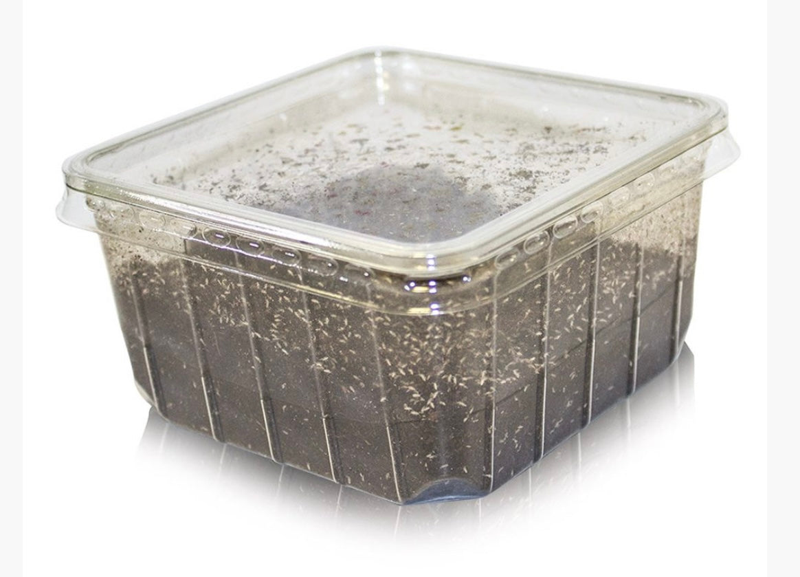 Springtail Pre Pack Tub