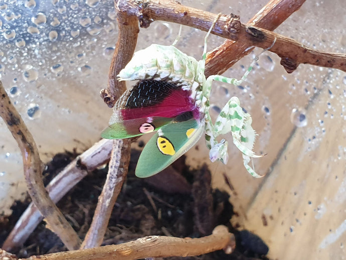 Creoboter urbanus MALAY FLOWER MANTIS (L3+)