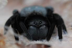 Velvet Spider (Gandanameno Sp)