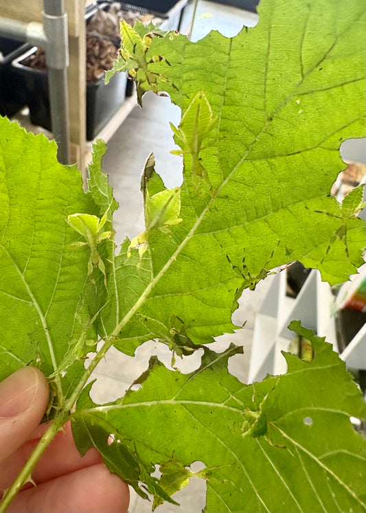 phyllium philippinicum Leaf Insect Nymphs L3