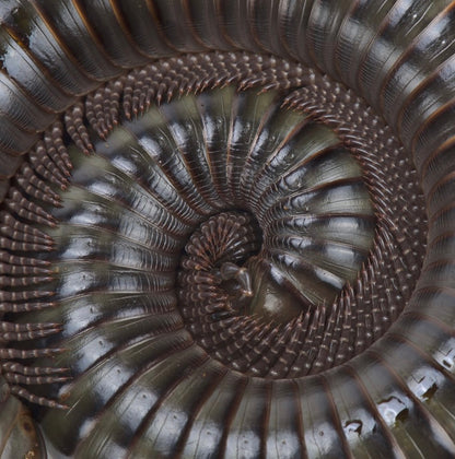Ghana Speckled Leg Giant Millipede
(Telodeinopus aoutii)