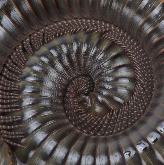 Ghana Speckled Leg Giant Millipede
(Telodeinopus aoutii)