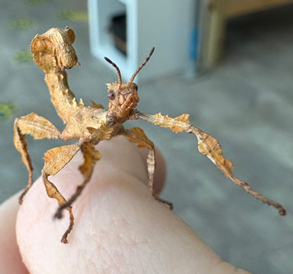 Macleays Spectre Extatosoma tiaratum