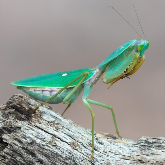 Rhombodera sp "Guangxi Shield Mantis