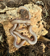 Load image into Gallery viewer, Ghana Speckled Leg Giant Millipede
(Telodeinopus aoutii)
