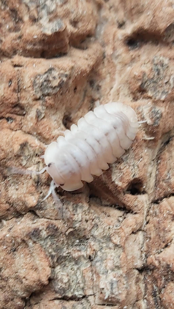 Cubaris sp.
RED FLARED ISOPOD X5