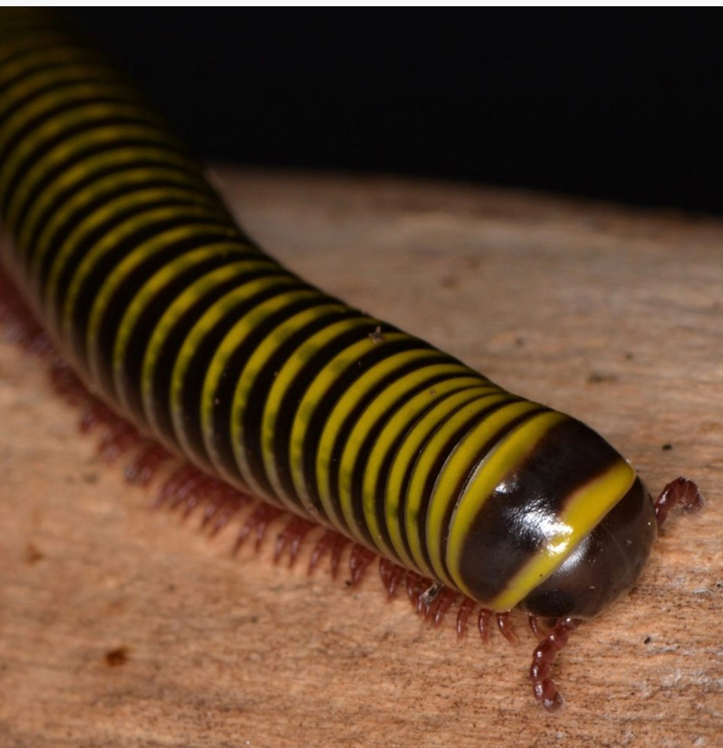 Bumblebee Millipede 🐝