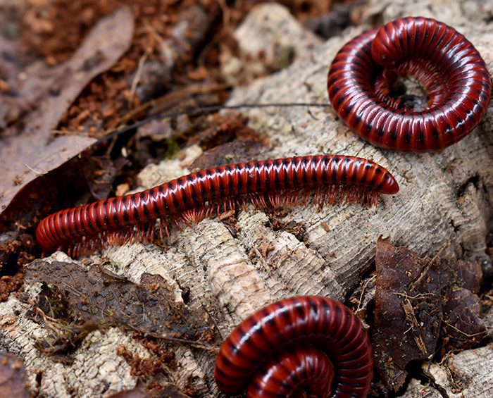 Centrolobus splendidus SPOTTED FIRE MILLIPEDES