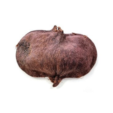 HabiStat Sculta Pod Inverts Isopods Decor Hide