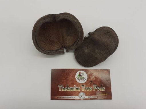 Thelambu Tree Pods