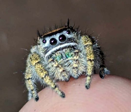 Dream Jumping Spider Phidippus morpheus