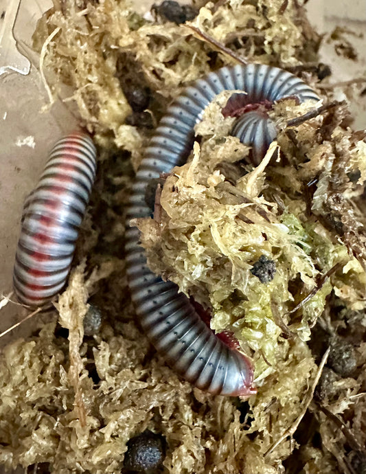 Vietnamese Rainbow Millipede
