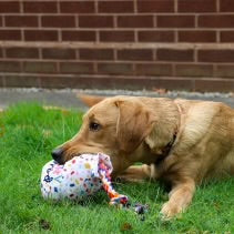 Pawty Balloon Birthday Dog Toy Plush