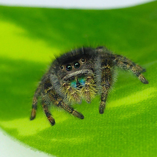 Phidippus audax Jumping Spider PRYOR MOUNTAIN - ORANGE (SA)