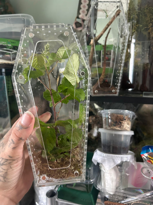 Coffin Shape Acrylic Enclosure