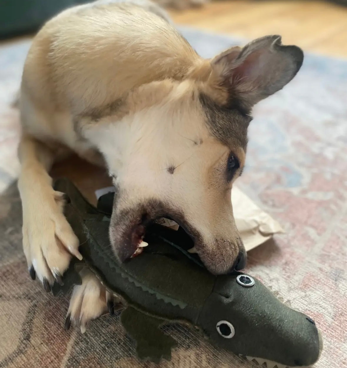 Colin the Crocodile Eco Dog Toy