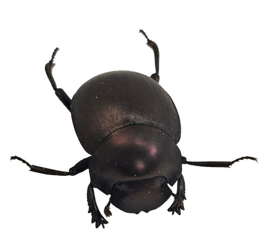 Plum Dung Beetle