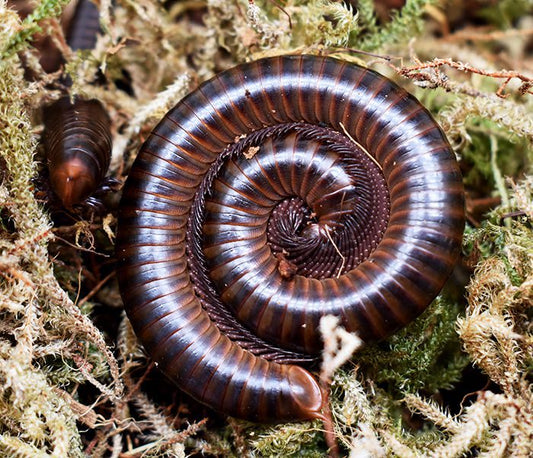 Thyropygus laterolobatus DAGGER TAIL MILLIPEDES