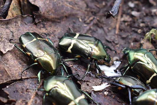 Plaesiorhinella watkinsiana BEETLE