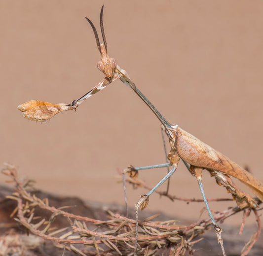 Wandering Violin Mantis