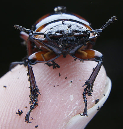 Prosopocoilus savagei - Stag Beetle 
ADULT PAIR