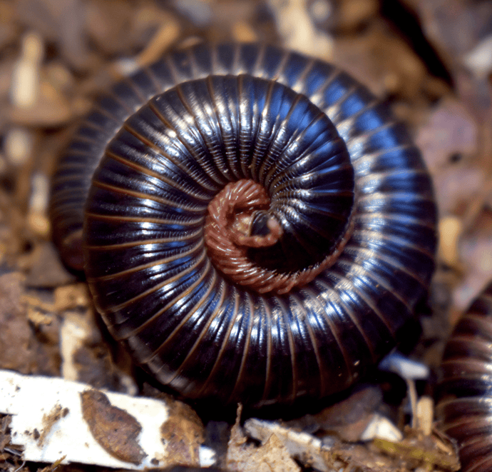 Spirobolus sp. “Caramel” CARAMEL BANDED MILLIPEDE