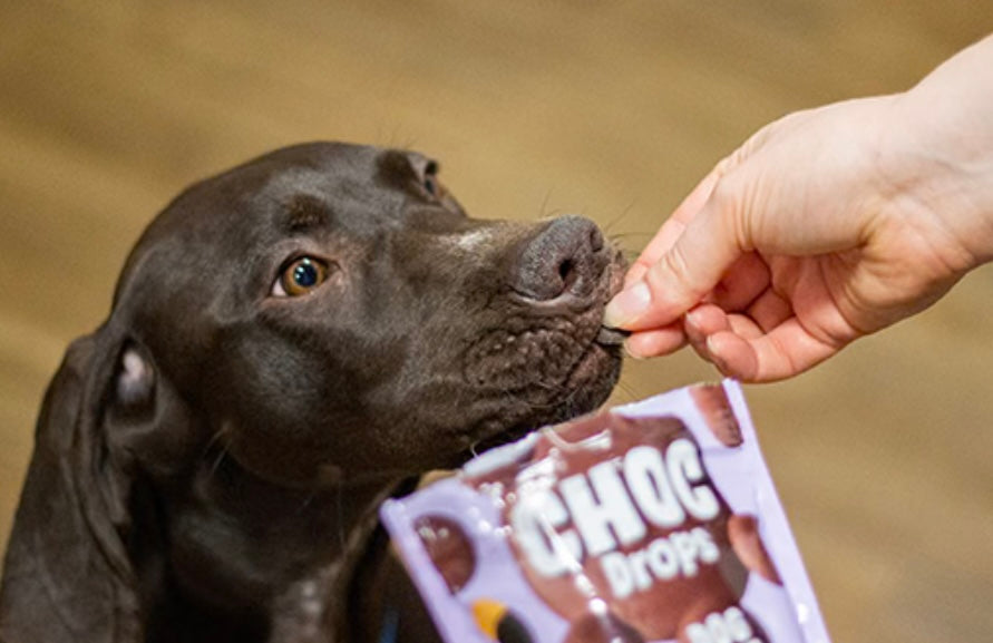 Rosewood Dog Safe Chocolate Drops Treat