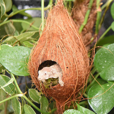 Hanging Coconut Aboreal Hide Geckos Decor Rope