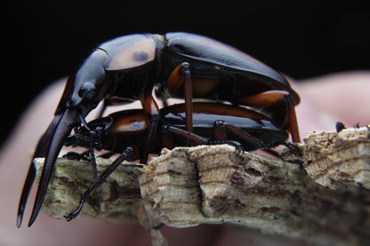 Prosopocoilus savagei - Stag Beetle 
ADULT PAIR