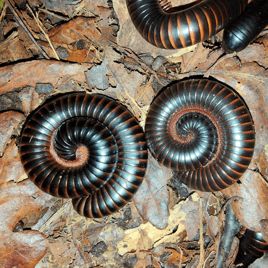 Zinophora sp.
WALNUT BANDED MILLIPEDE