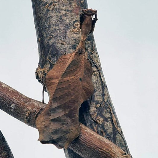 South American Dead Leaf Mantis