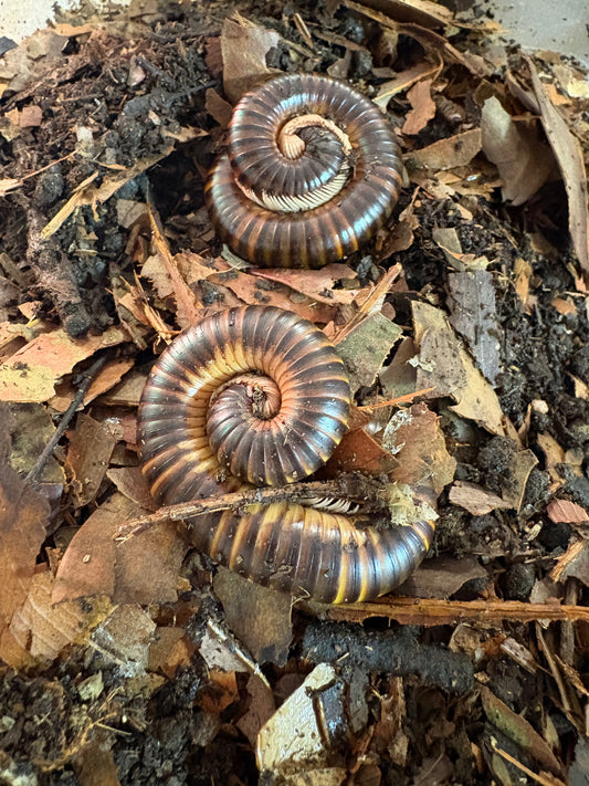 2x Telodeinopus assiniensis CALICO MILLIPEDES Inverts Pet Juvenile